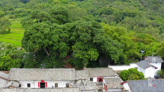 古树通天地，老木识春秋——千年香荔