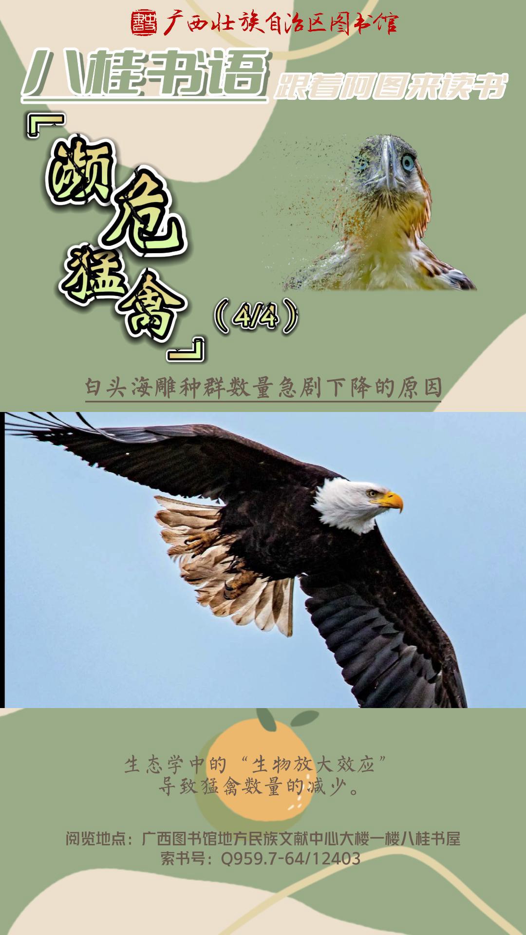 《濒危猛禽》（第4集）作者：张志浩