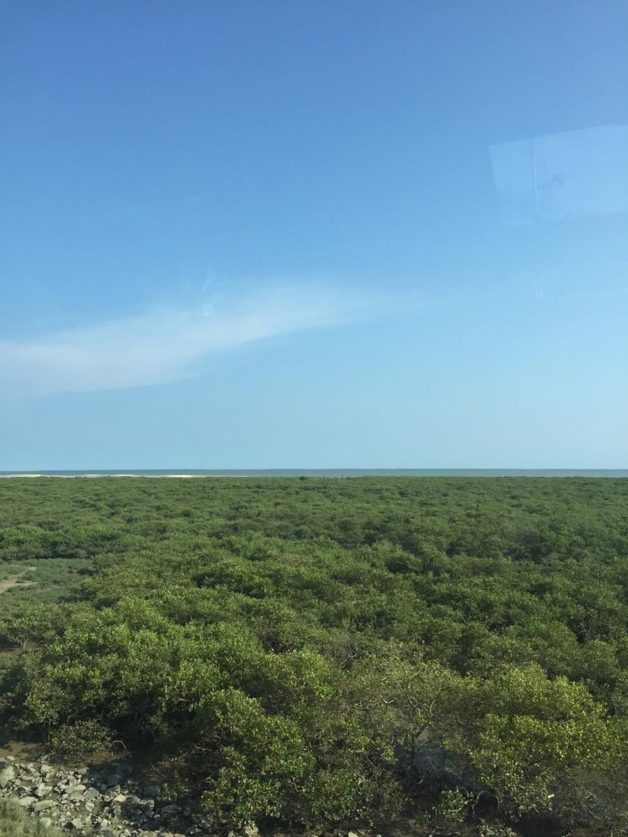 金海湾红树林科普基地