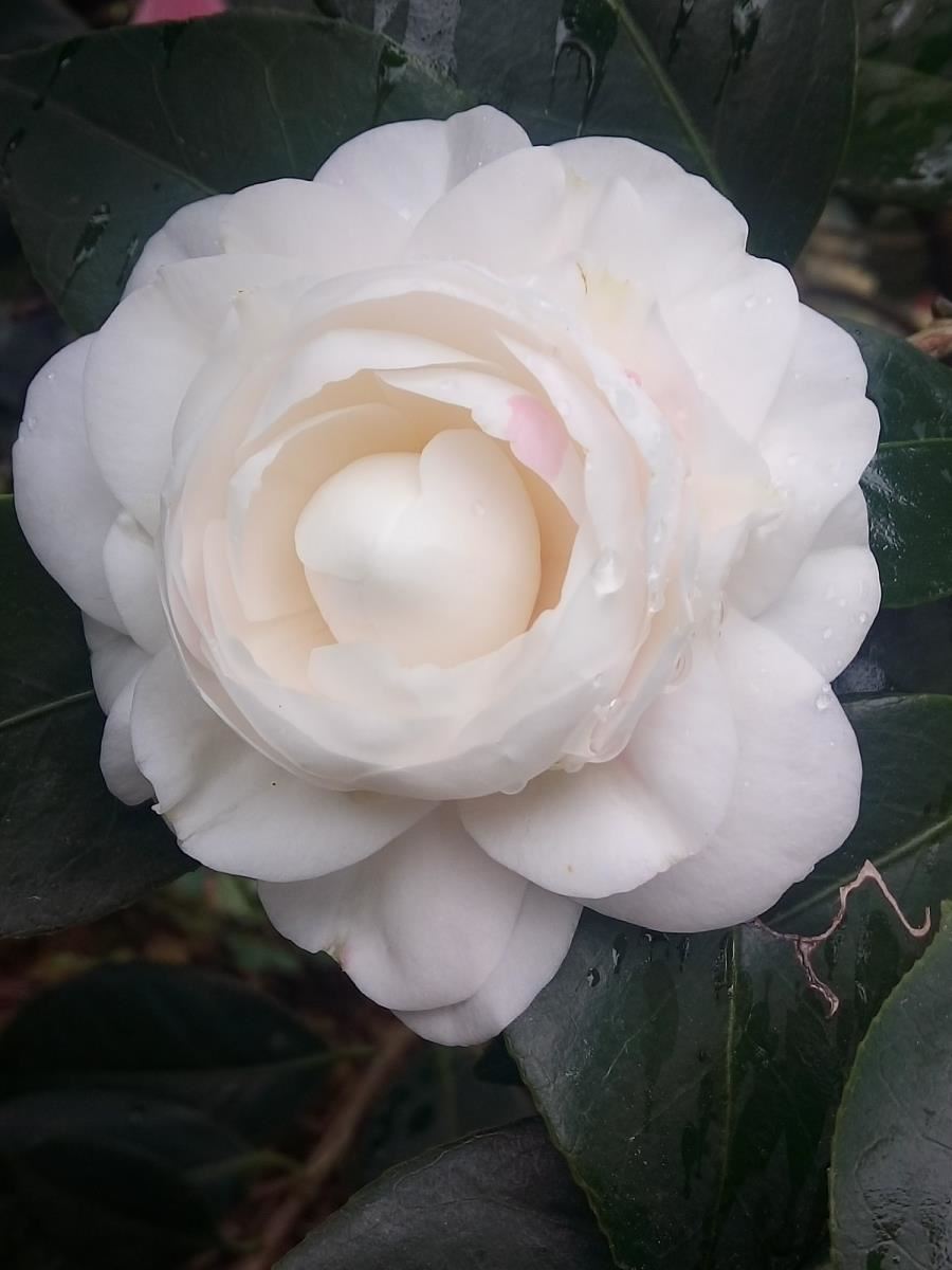 金花茶公园里的茶花