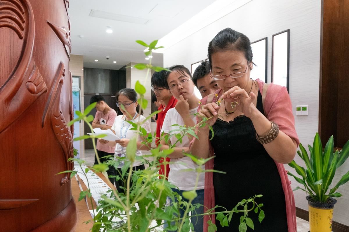 读者专注地探究着壮药植物