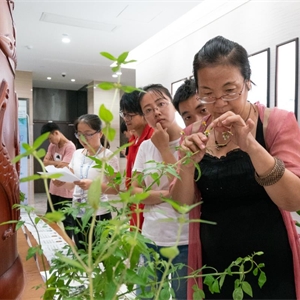 “壮药连连看”——我馆举办广西特色文化产业壮医药专场活动