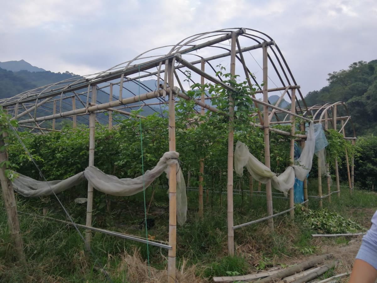 贫困户利用扶贫资金种植百香果