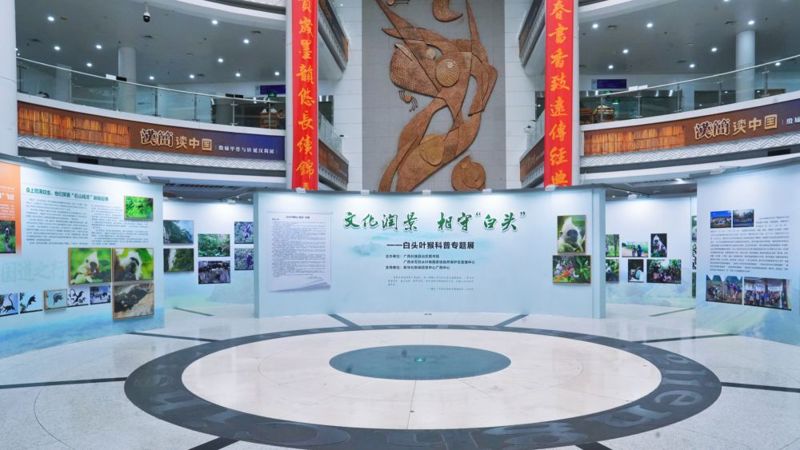 [新华社客户端广西频道]“文化润景 相守‘白头’”——白头叶猴科普专题展在广西图书馆开幕