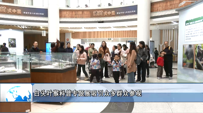 [花山TV] 白头叶猴科普专题展吸引众多群众参观